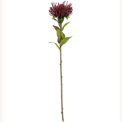 Picture of 73cm PROTEA DRY COLOUR BURGUNDY