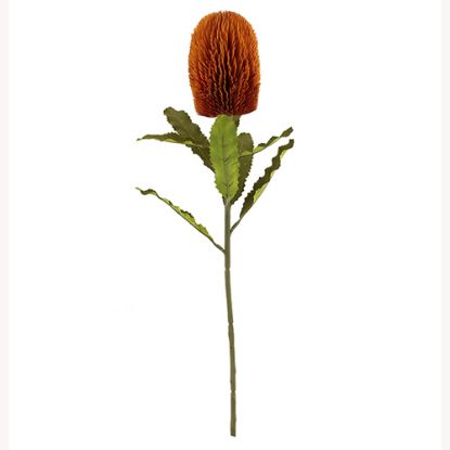 Picture of 65cm LARGE BANKSIA DRY COLOUR ORANGE