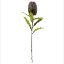 Picture of 65cm LARGE BANKSIA DRY COLOUR LILAC/PURPLE