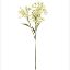Picture of 72cm DAPHNE SPRAY DRY COLOUR CREAM