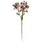 Picture of 72cm DAPHNE SPRAY DRY COLOUR BURGUNDY