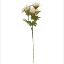 Picture of 67cm TEASEL SPRAY DRY COLOUR CREAM