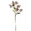 Picture of 62cm WILD HYDRANGEA SPRAY DRY COLOUR MAUVE