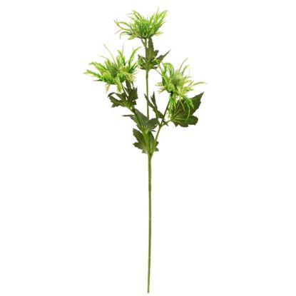 Picture of 67cm WILD ERYNGIUM (SEA HOLLY) SPRAY GREEN