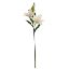 Picture of 66cm LILY SPRAY IVORY X 24pcs (KNOCK DOWN PACKAGING - HEADS NEED ATTACHING)