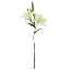 Picture of 66cm CHLOE LILY SPRAY IVORY