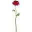 Picture of 51cm CHLOE SINGLE RANUNCULUS BEAUTY