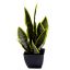 Picture of 35cm ARTIFICIAL SANSEVIERIA PLANT IN PLANTER VARIEGATED X 4pcs