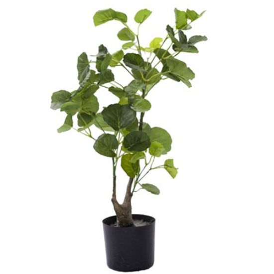 Picture of 70cm ARTIFICIAL POLYSCIAS PLANT IN POT GREEN X 4pcs