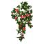 Picture of 60cm TRAILING MINI ROSE BUSH FUCHSIA