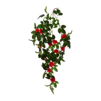 Picture of 60cm TRAILING MINI ROSE BUSH RED