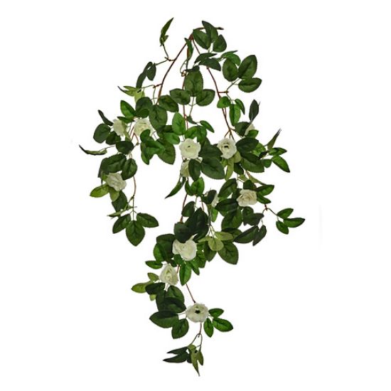 Picture of 60cm TRAILING MINI ROSE BUSH WHITE