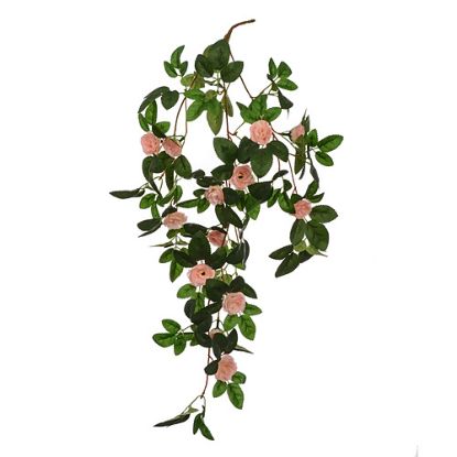 Picture of 60cm TRAILING MINI ROSE BUSH LIGHT PINK