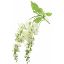 Picture of 54cm TRAILING WISTERIA IVORY