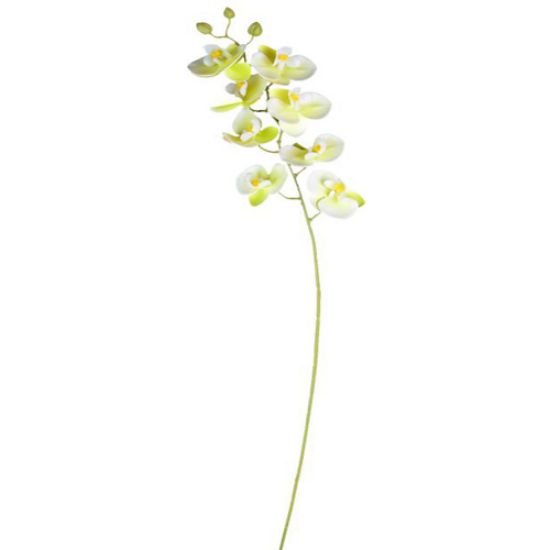 Picture of 75cm PHALAENOPSIS ORCHID SPRAY CREAM