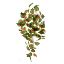 Picture of 60cm COLEUS TRAIL GREEN/RED
