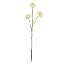 Picture of 60cm SOFT TOUCH SINGLE ALLIUM SPRAY WHITE