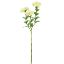 Picture of 56cm SEDUM (STONECROP) SPRAY CREAM