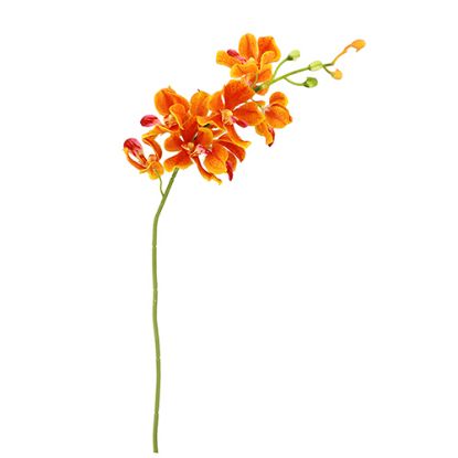 Picture of 49cm MOKARA ORCHID SPRAY ORANGE