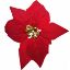 Picture of LARGE SINGLE POINSETTIA HEAD RICH RED X 50pcs