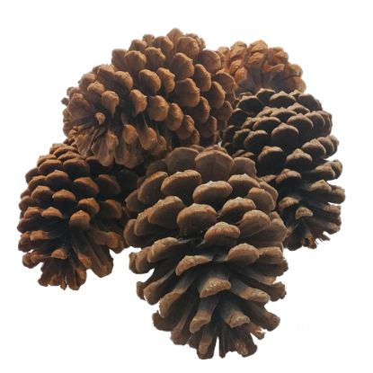 Picture of 11-12cm EXTRA LARGE PINE CONES X 6pcs