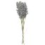 Picture of 32cm ASTILBE BUNDLE (6 STEMS) GREY