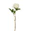 Picture of 50cm SINGLE GLOBE ROSE IVORY