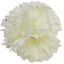 Picture of CARNATION PICK IVORY X 144pcs (IN POLYBAG)