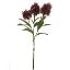 Picture of 58cm SKIMMIA (JAPONICA) SPRAY BURGUNDY