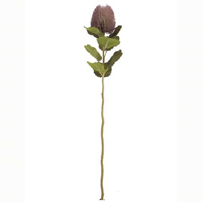 Picture of 59cm BANKSIA DRY COLOUR MAUVE