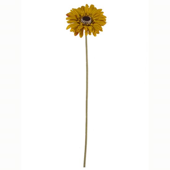 Picture of 53cm SINGLE GERBERA DRY COLOUR MUSTARD