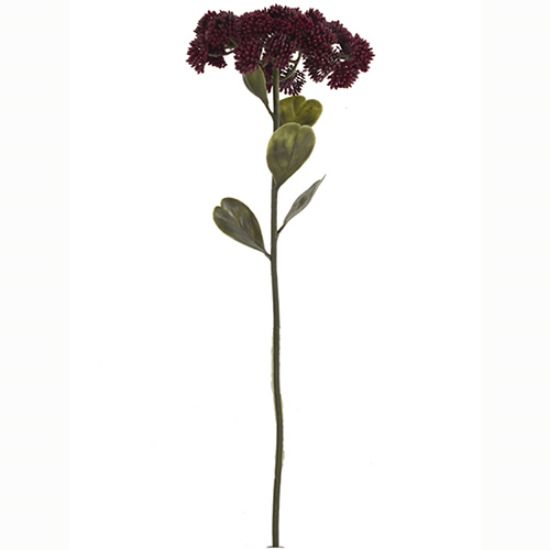 Picture of 46cm SEDUM (STONECROP) SPRAY DRY COLOUR BURGUNDY