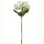 Picture of 70cm GIANT BUTTERFLY HYDRANGEA IVORY