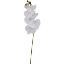 Picture of 75cm PHALAENOPSIS ORCHID SPRAY WHITE