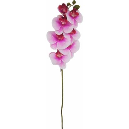 Picture of 75cm PHALAENOPSIS ORCHID SPRAY FUCHSIA