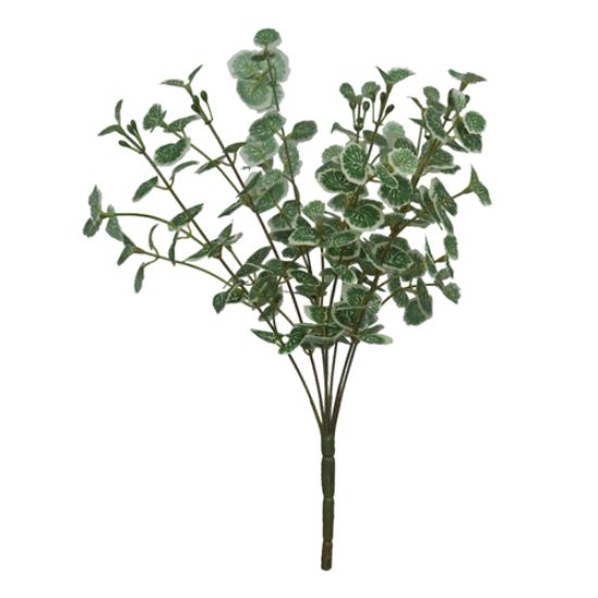 Picture of 45cm BUTTON LEAF BUSH VARIEGATED