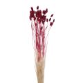 Picture for category Dried Grasses