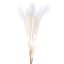 Picture of DRIED FLOWERS - MISCANTHUS (10 STEMS) IVORY/WHITE