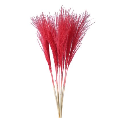 Picture of DRIED FLOWERS - MISCANTHUS (10 STEMS) DARK RED