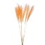 Picture of DRIED FLOWERS - MISCANTHUS (10 STEMS) ORANGE