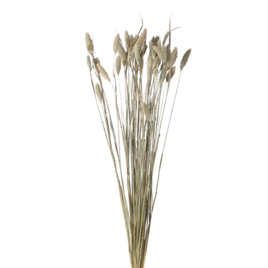 Picture of DRIED FLOWERS - PHALARIS (APPROX. 50 STEMS) NATURAL