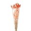 Picture of DRIED FLOWERS - PHALARIS (APPROX. 50 STEMS) ORANGE
