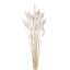 Picture of DRIED FLOWERS - LAGURUS (APPROX. 50 STEMS) IVORY/WHITE