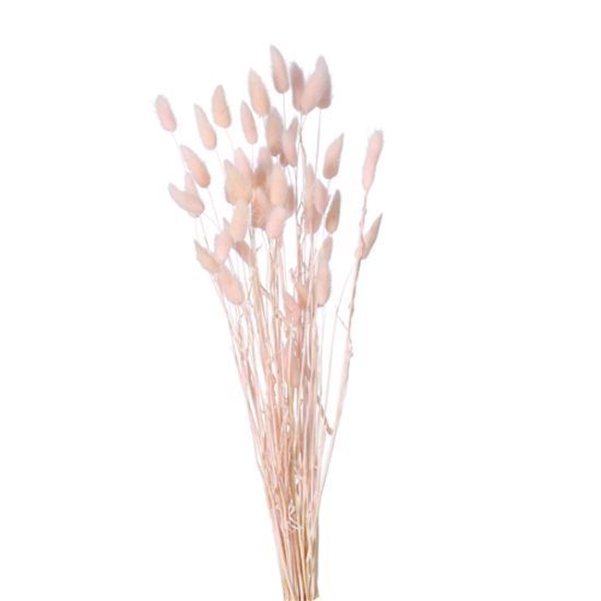 Picture of DRIED FLOWERS - LAGURUS (APPROX. 50 STEMS) LIGHT PINK