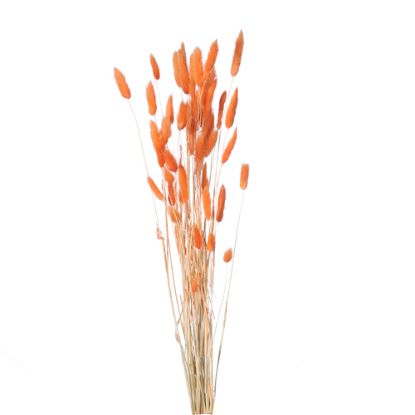 Picture of DRIED FLOWERS - LAGURUS (APPROX. 50 STEMS) ORANGE