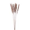 Picture of DRIED FLOWERS - PAMPAS GRASS (10 stems) NATURAL