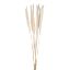 Picture of DRIED FLOWERS - PAMPAS GRASS (10 stems) IVORY/WHITE