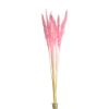 Picture of DRIED FLOWERS - PAMPAS GRASS (10 stems) LIGHT PINK