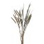 Picture of DRIED FLOWERS - MILLET (10 stems) NATURAL