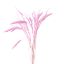 Picture of DRIED FLOWERS - MILLET (10 stems) LIGHT PINK